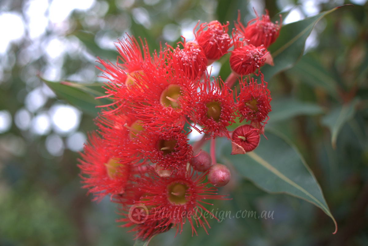 It’s a great Summer for the Grafted Eucalyptus!