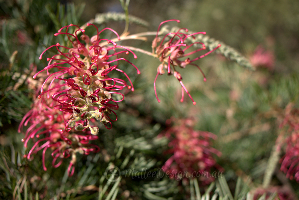 Grevillea ‘Billy Bonkers’ and his Big Sister