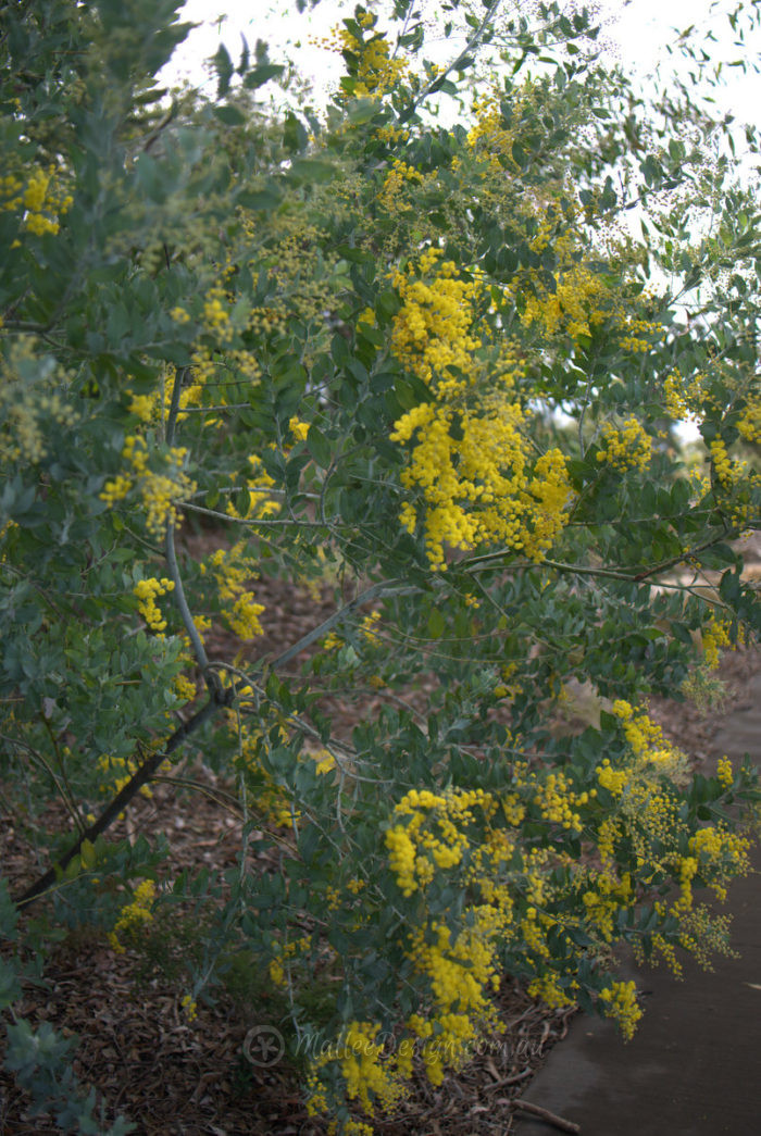 The Brightest of the Acacias? Acacia podalyriifolia - Mallee Design