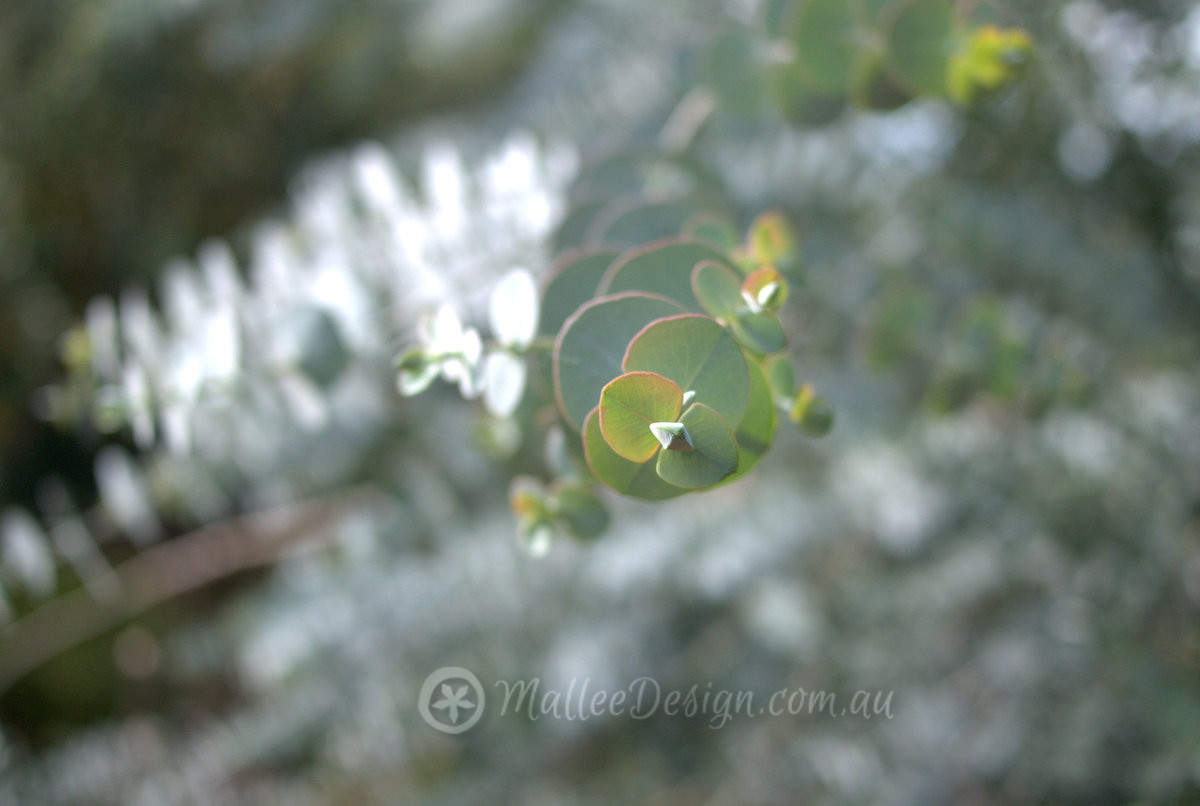 Another Silver Leaved Beauty: Eucalyptus pulverulenta