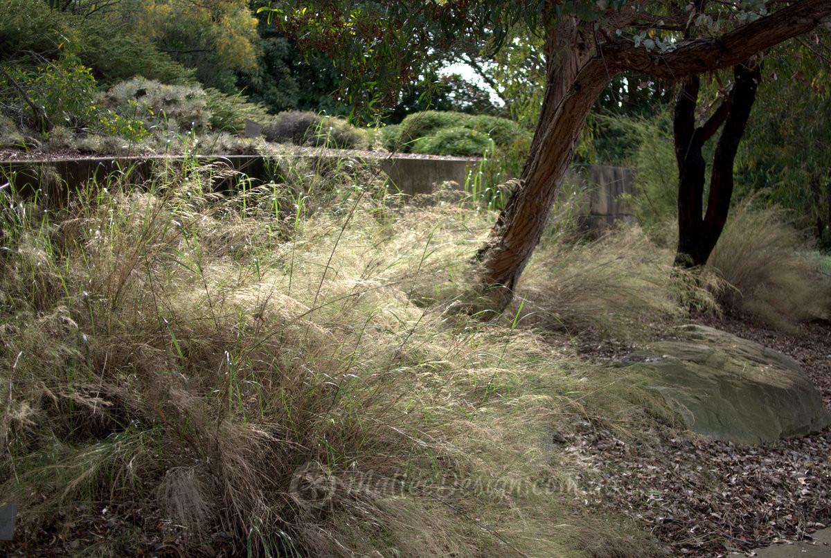Soft and Elegant Ornamental Grass: Stipa ramosissima