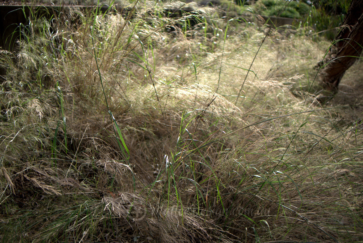 Soft and Elegant Ornamental Grass: Stipa ramosissima – Mallee Design