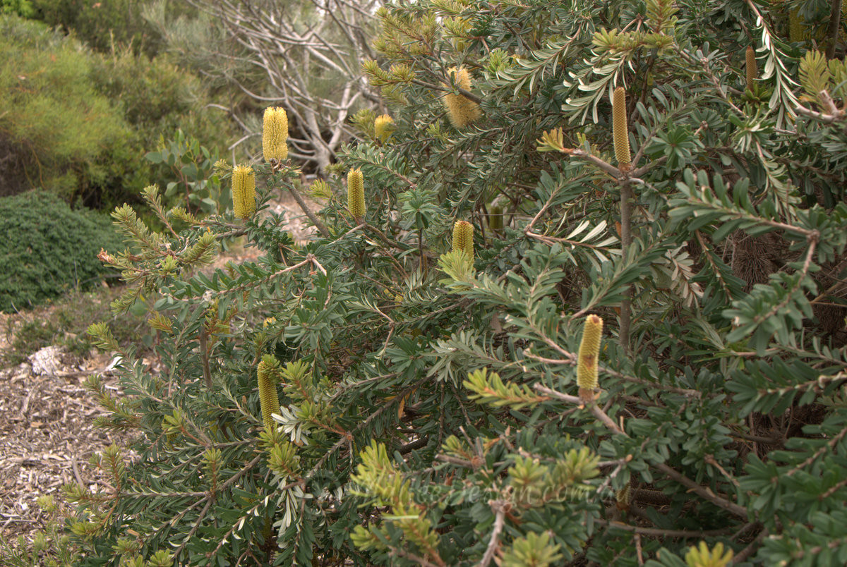 Marvellous Banksia ‘Mini Marg’!