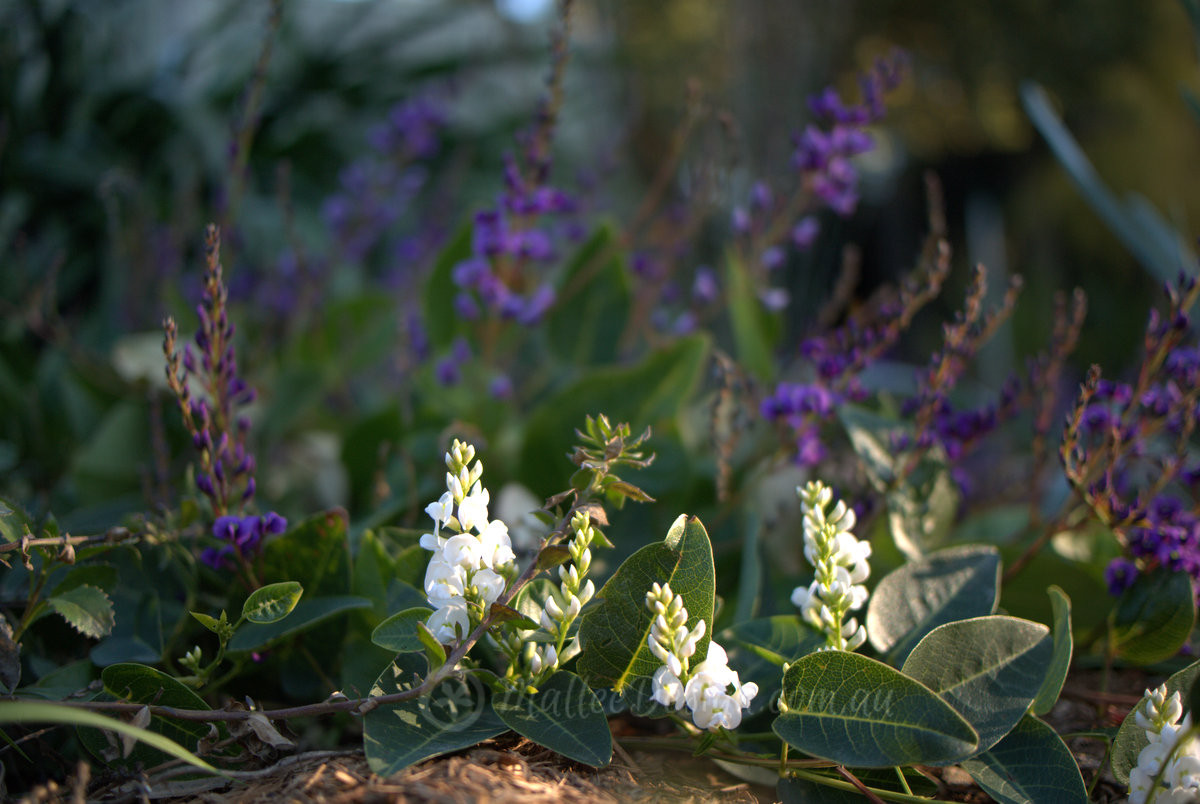 It’s Happy Wanderer Time: Hardenbergia violacea