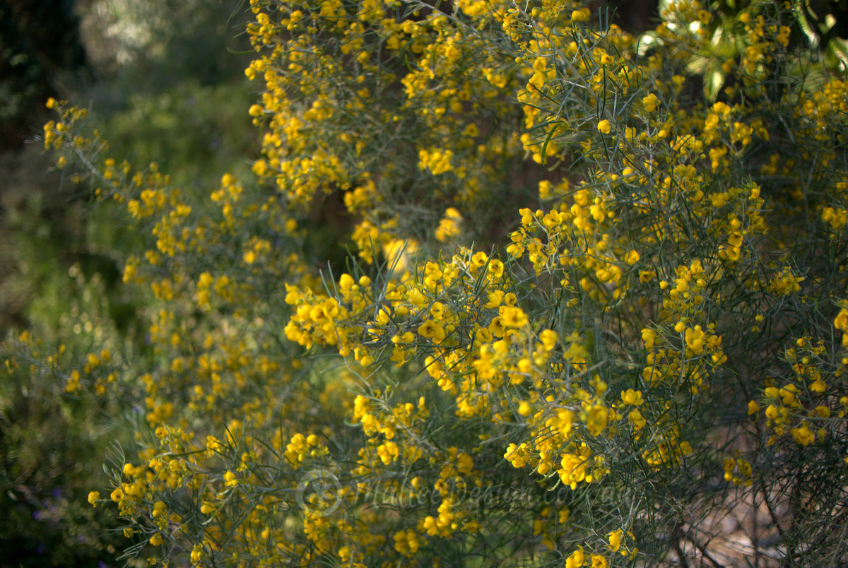 Happy Yellows: Senna artemisioides