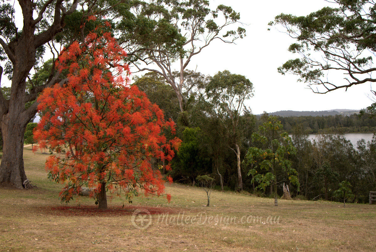 The Iconic Illawarra Flame Tree: Brachychiton acerifolius