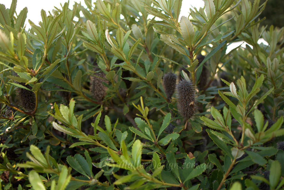 Beginner Friendly: Banksia paludosa ‘Little Pal’