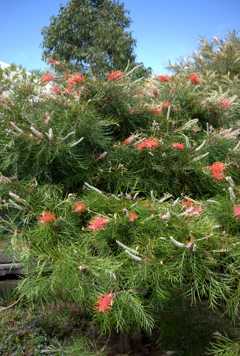 Sweet: Grevillea ‘Blood Orange’ – Mallee Design