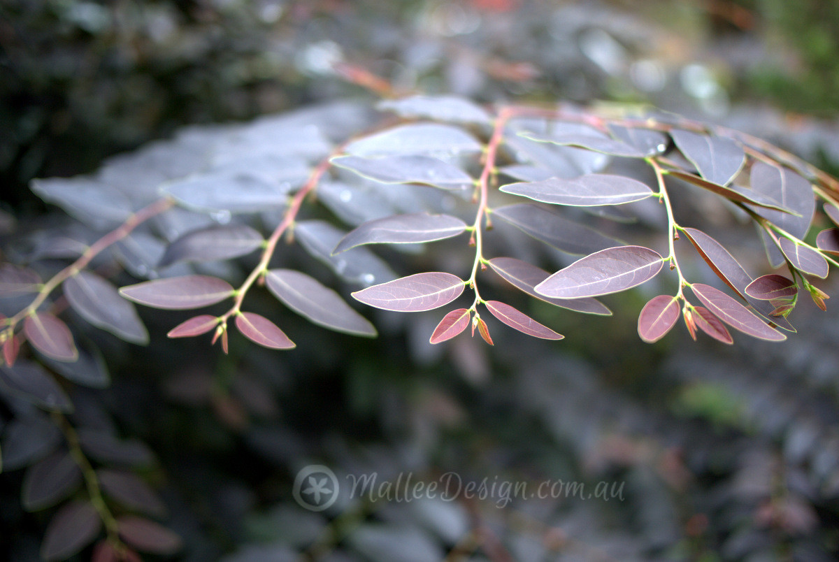 Brenia Tree My obsession with Breynia ‘Ironstone’ – Mallee Design