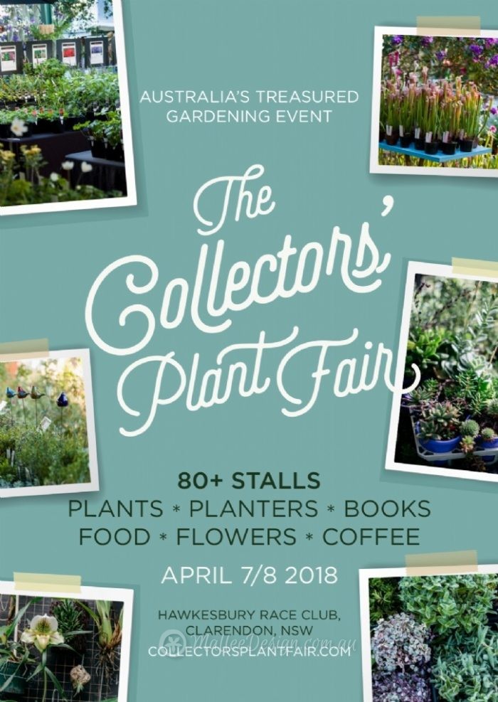 Mallee Specials @ Collectors Plant Fair 2018 – Mallee Design