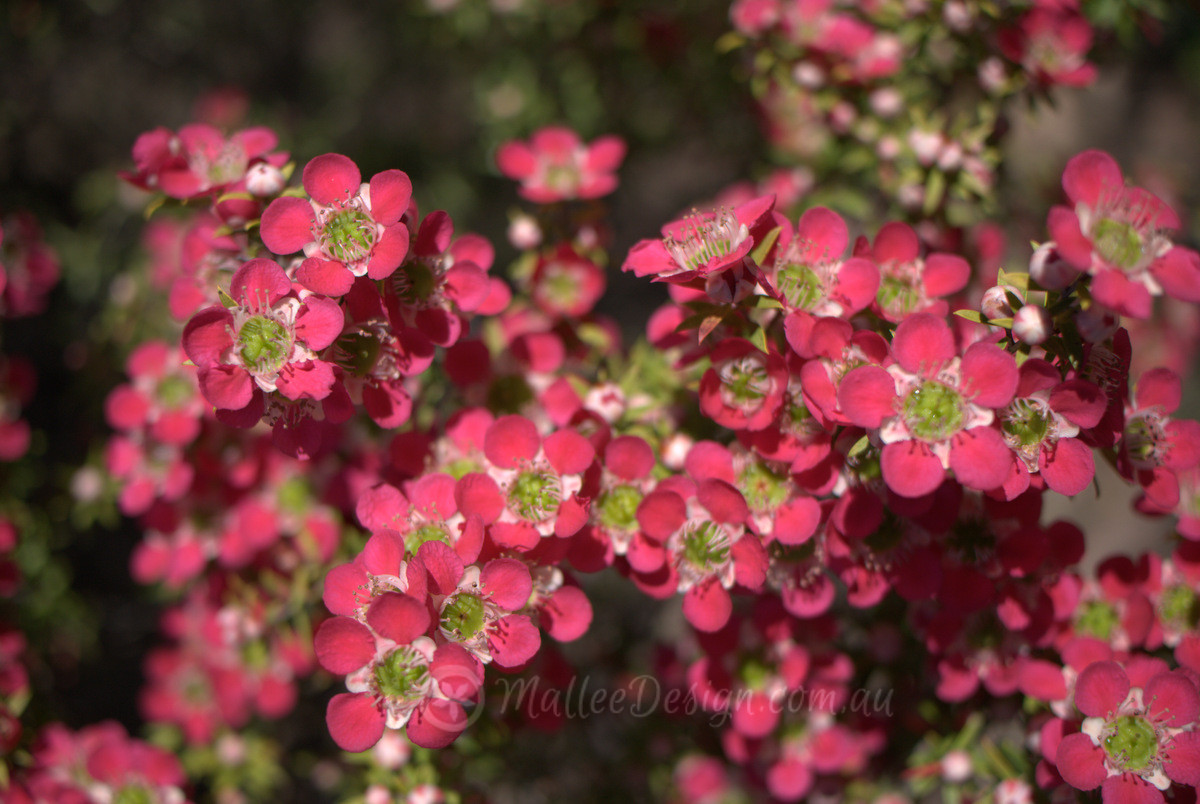 Hot Tea-trees: Leptospermum ‘Pageant’ and ‘Outrageous’