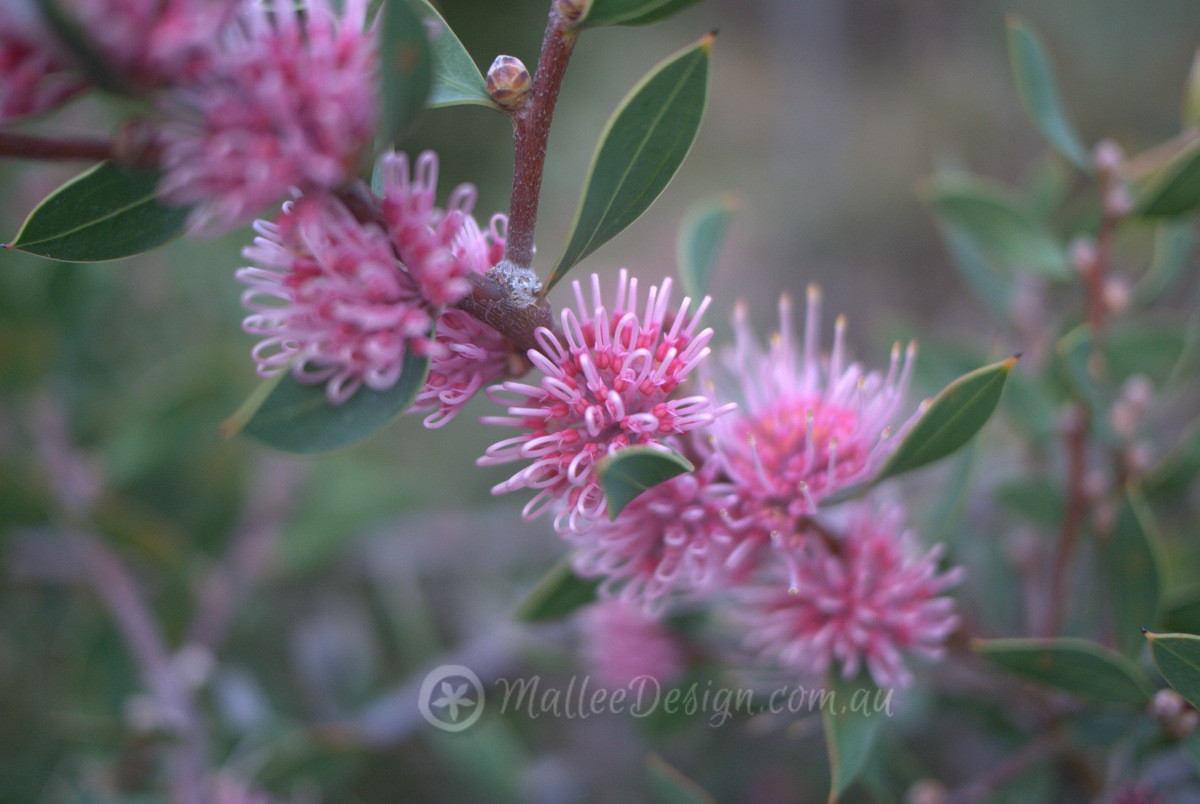 The much anticipated Hakea ‘Burrendong Beauty’