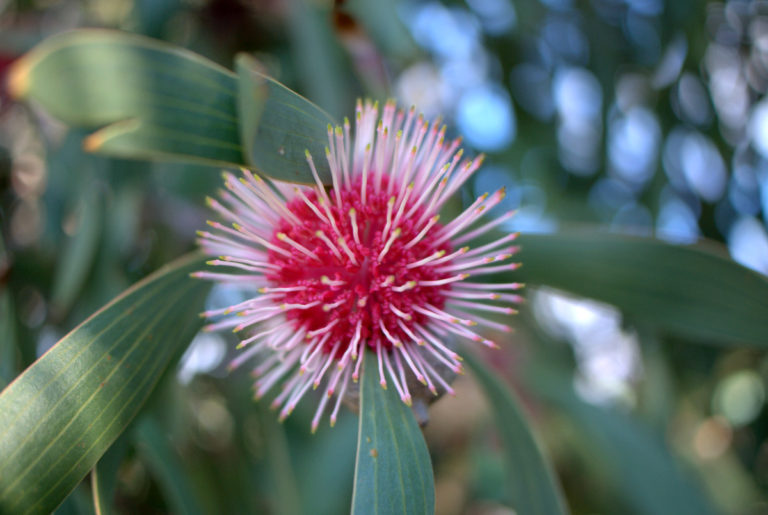 The distinctive Pin Cushion Flower of Hakea laurina Mallee Design