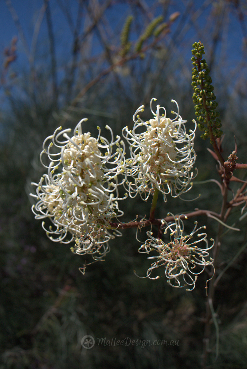The arching canes of Old Socks: Grevillea leucopteris