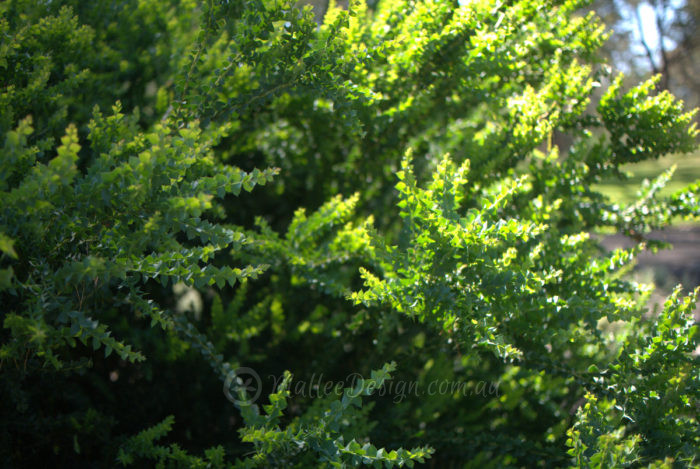 Download Happy Wattle Day! Acacia 'Little Nugget': Foliage before ...