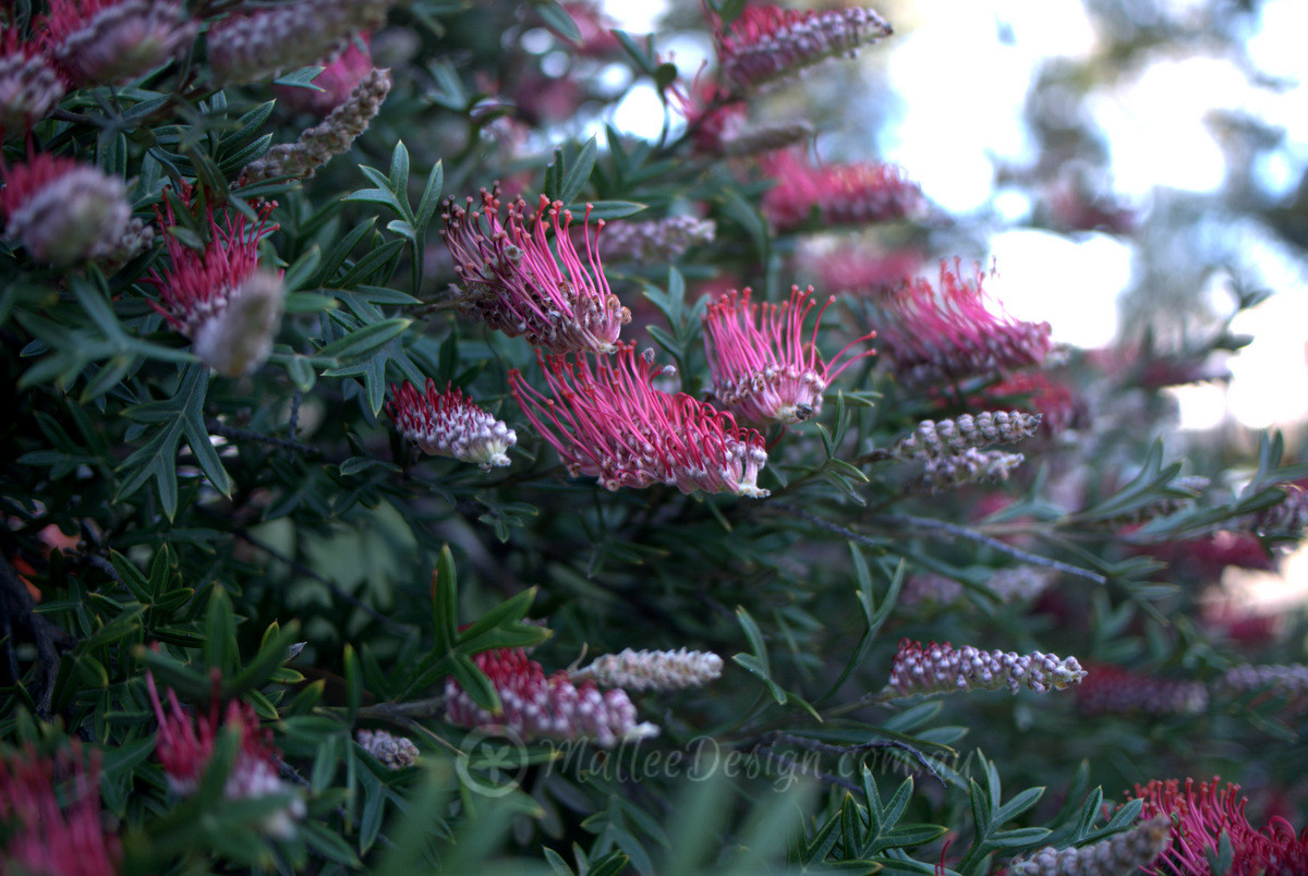 One My Favourite Grafted Grevillea Standards: Grevillea ‘Green Glow’