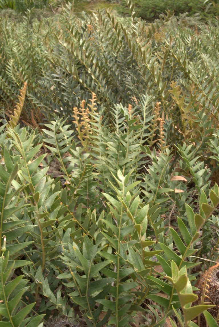 A true blue Banksia ground cover: Banksia blechnifolia – Mallee Design