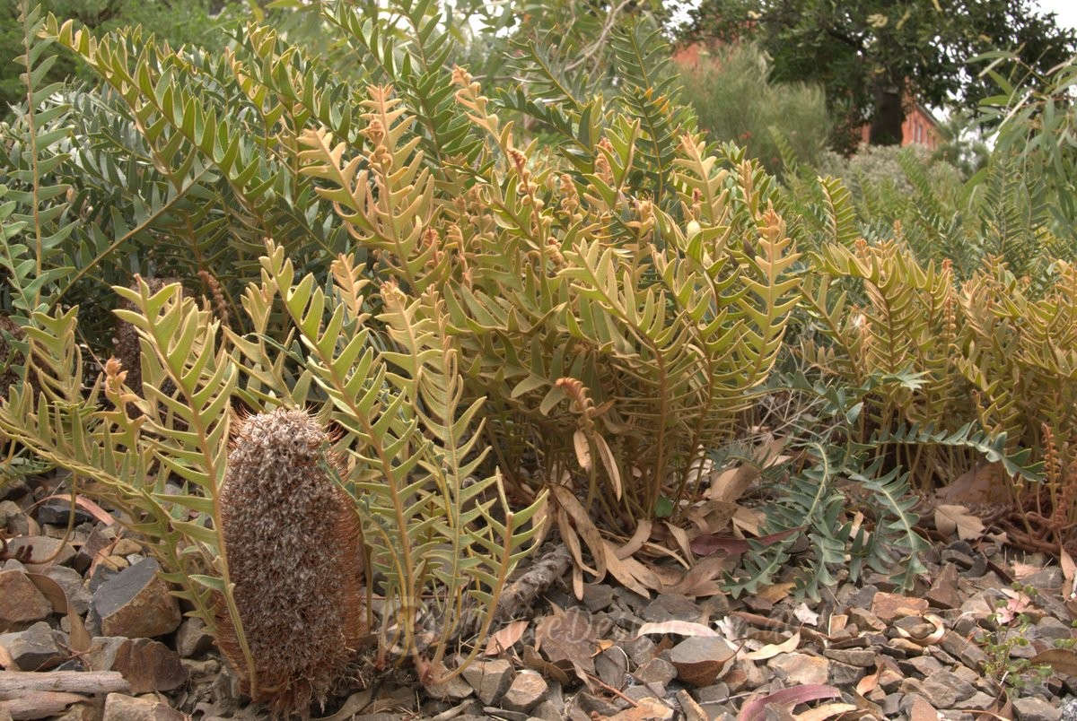 A true blue Banksia ground cover: Banksia blechnifolia