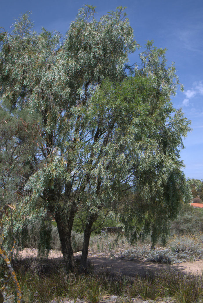 The long lived Acacia pendula – Mallee Design