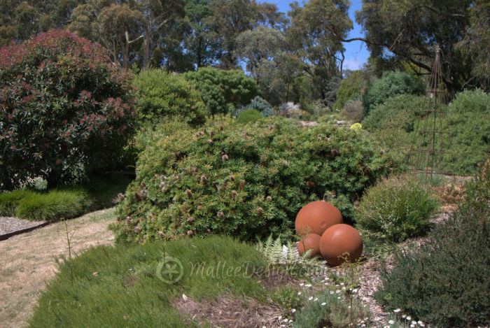 The display gardens of Austplant Nursery – Mallee Design