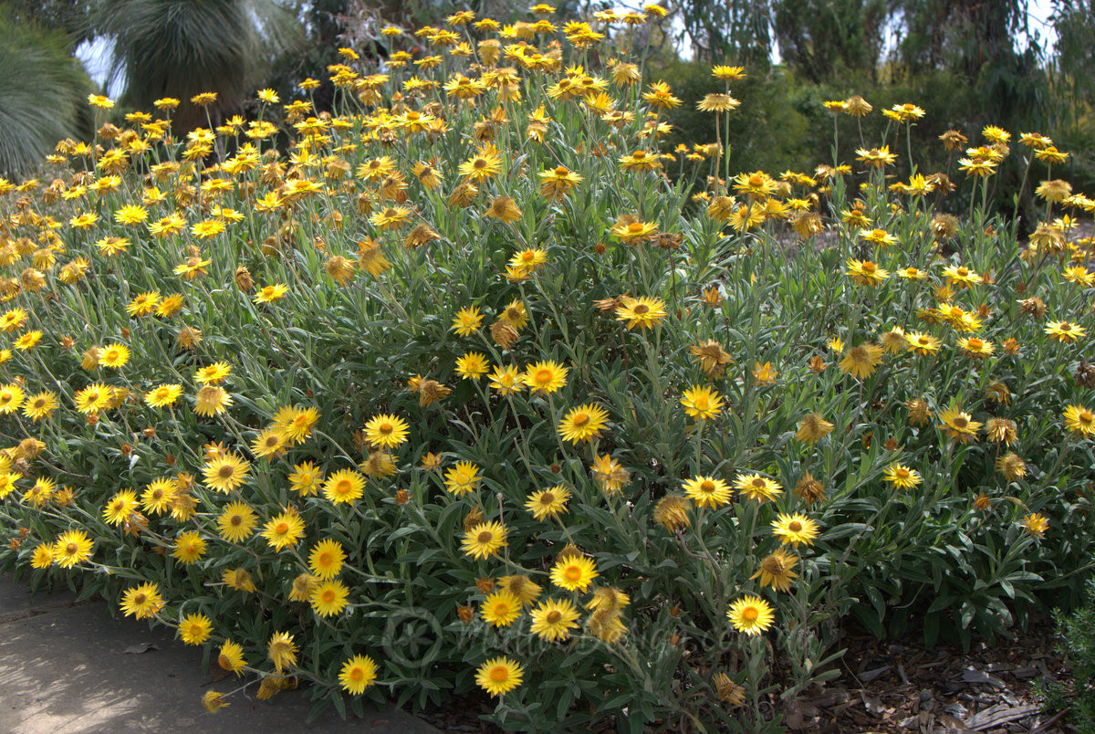 Tall weeds with yellow flowers
