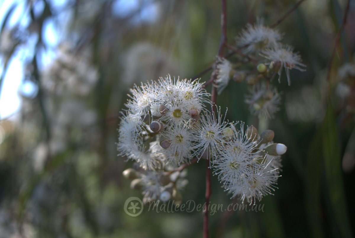 Another special Dwarf Eucalyptus for small gardens: Eucalyptus citriodora ‘Scentuous’
