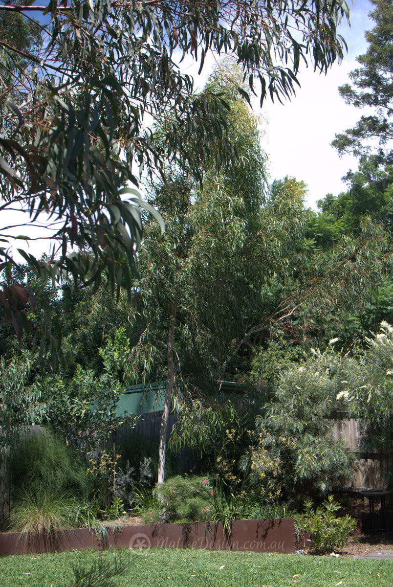 Another special Dwarf Eucalyptus for small gardens Eucalyptus