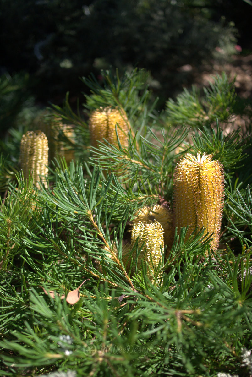 It’s that time of year again! Banksia ‘Coastal Cushions’