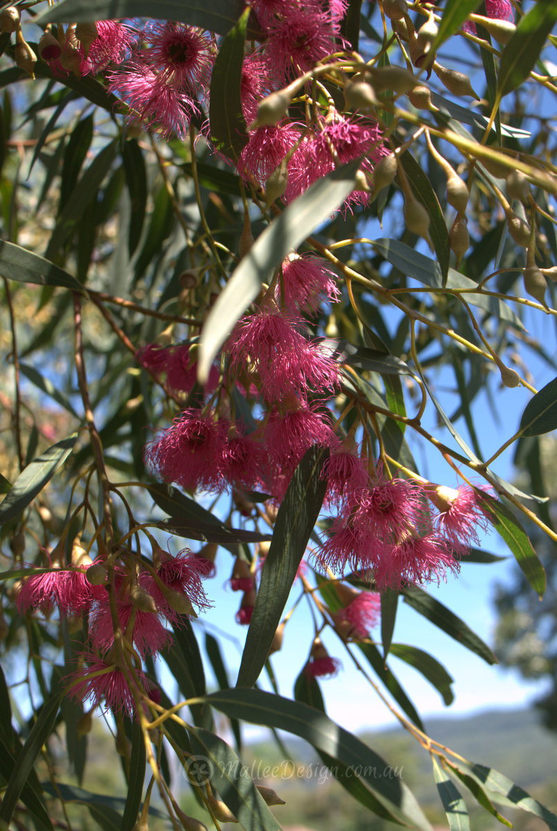 Happy National Eucalypt Day! Eucalyptus leucoxylon ‘Euky Dwarf’