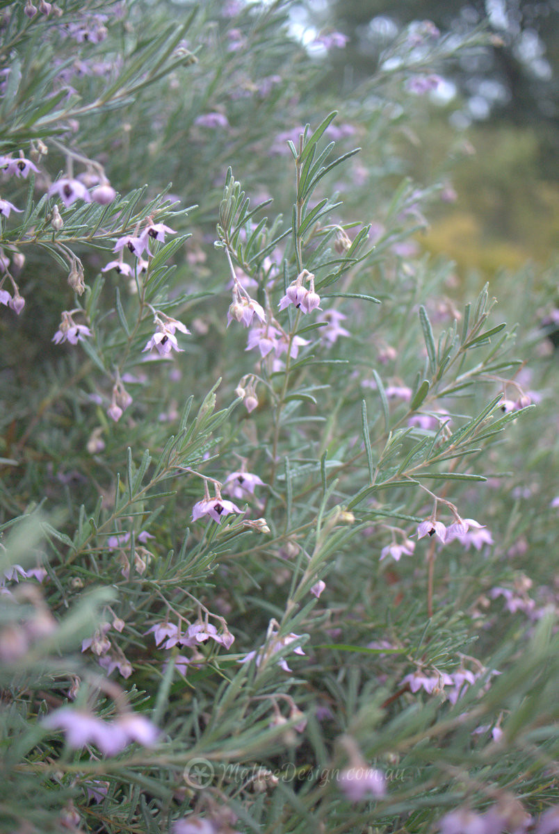 Pink and Grey: Guichenotia ledifolia