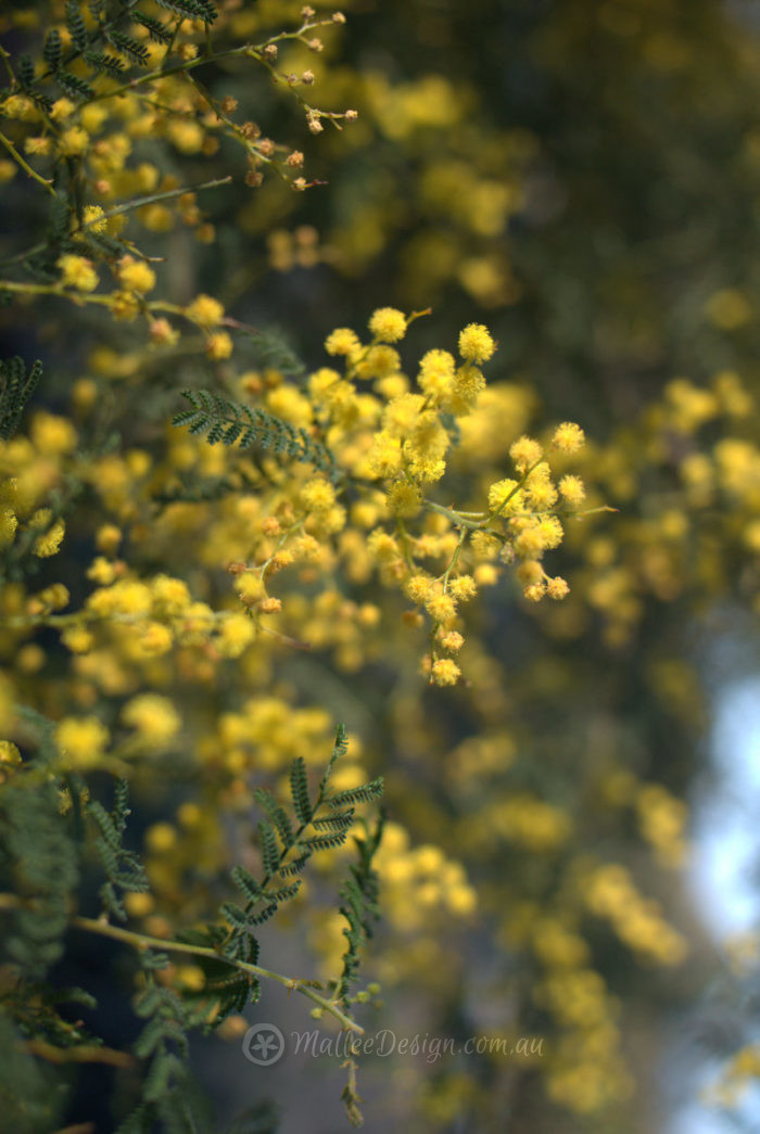 Yum Yum Acacia cardiophylla Mallee Design