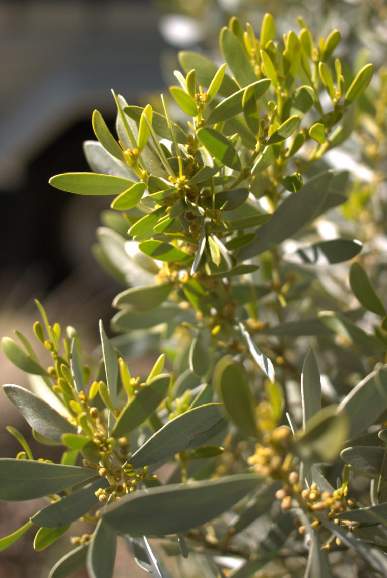 Last Wattle for the Season: Acacia argyrophylla – Mallee Design