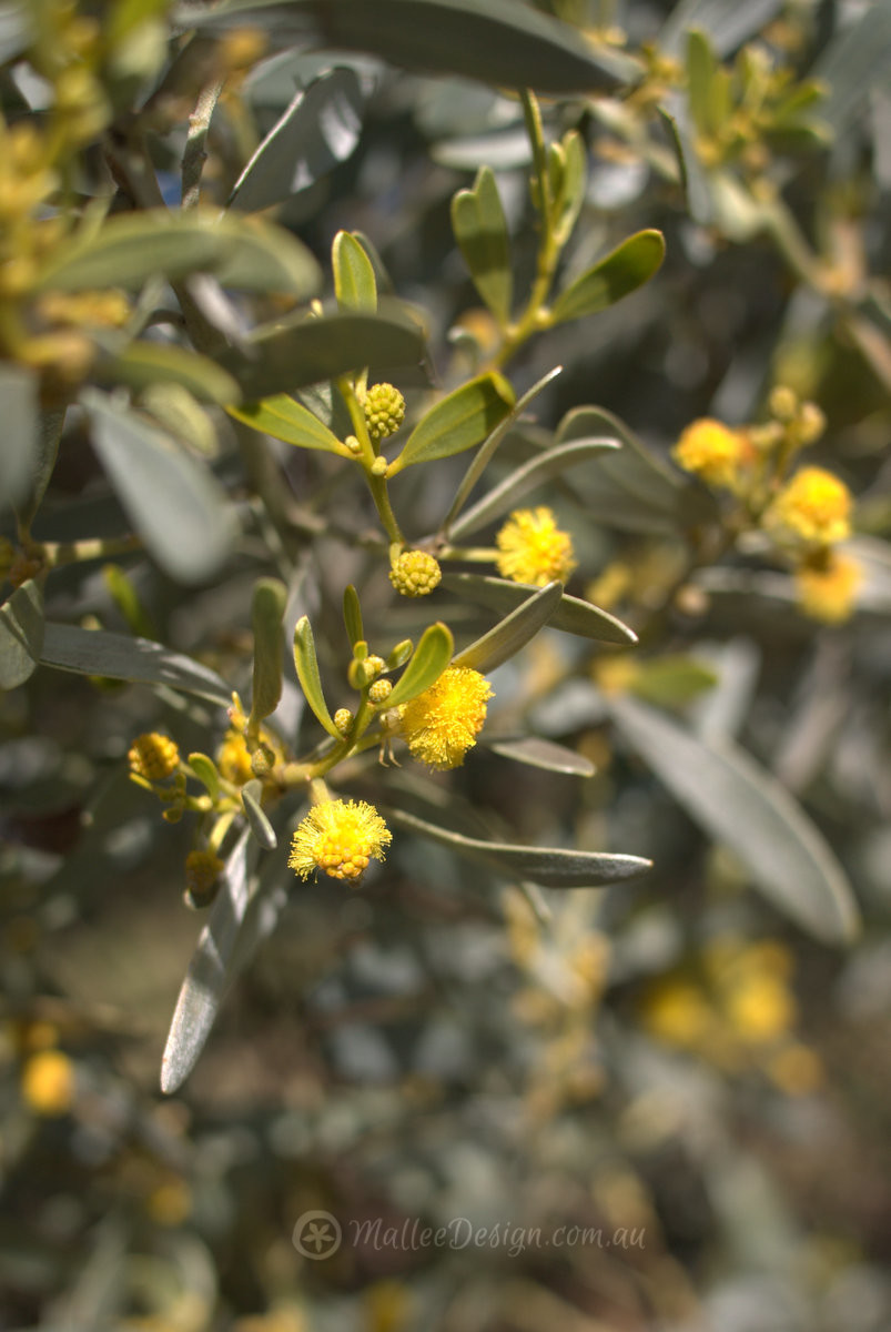 Last Wattle for the Season: Acacia argyrophylla