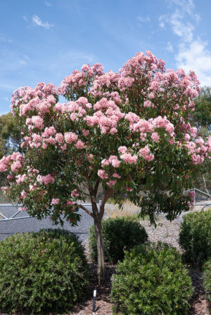 Softly softly: Eucalyptus ficifolia ‘Fairy Floss’ Grafted – Mallee Design