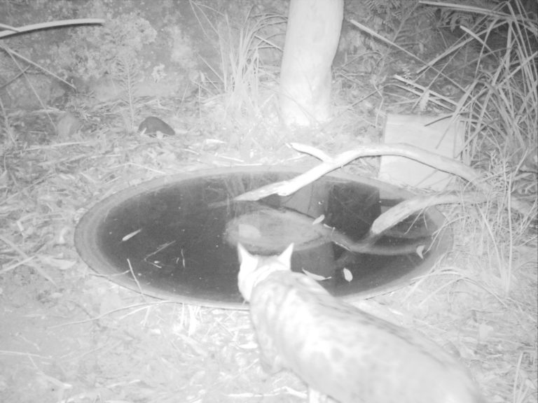 Why are birds not visiting my bird bath? Mallee Design