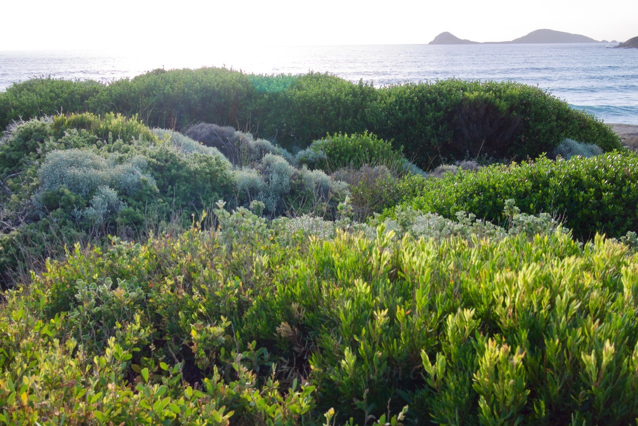 A Favourite Coastal Heathland Plant: Leucopogon parviflorus