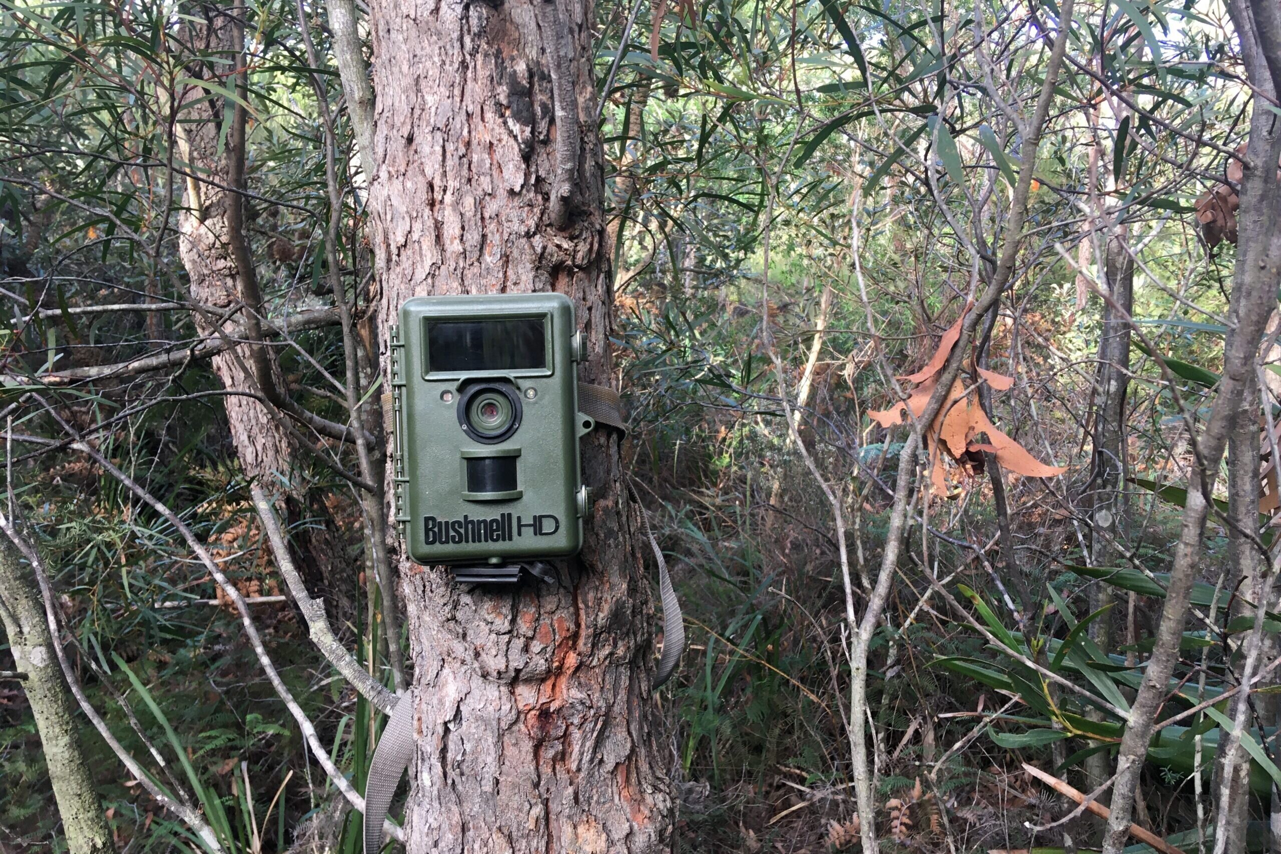 Camera Trap Basics for Bird-Spotters