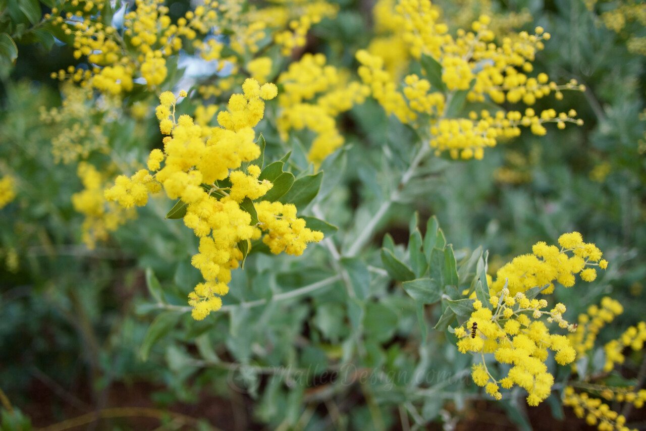 Acacia podalyriifolia