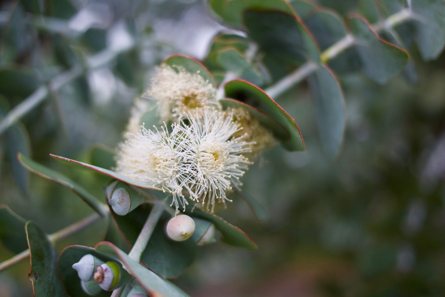 Happy Eucalypt Day! Eucalyptus pulverulenta ‘Baby Blue’ – Mallee Design