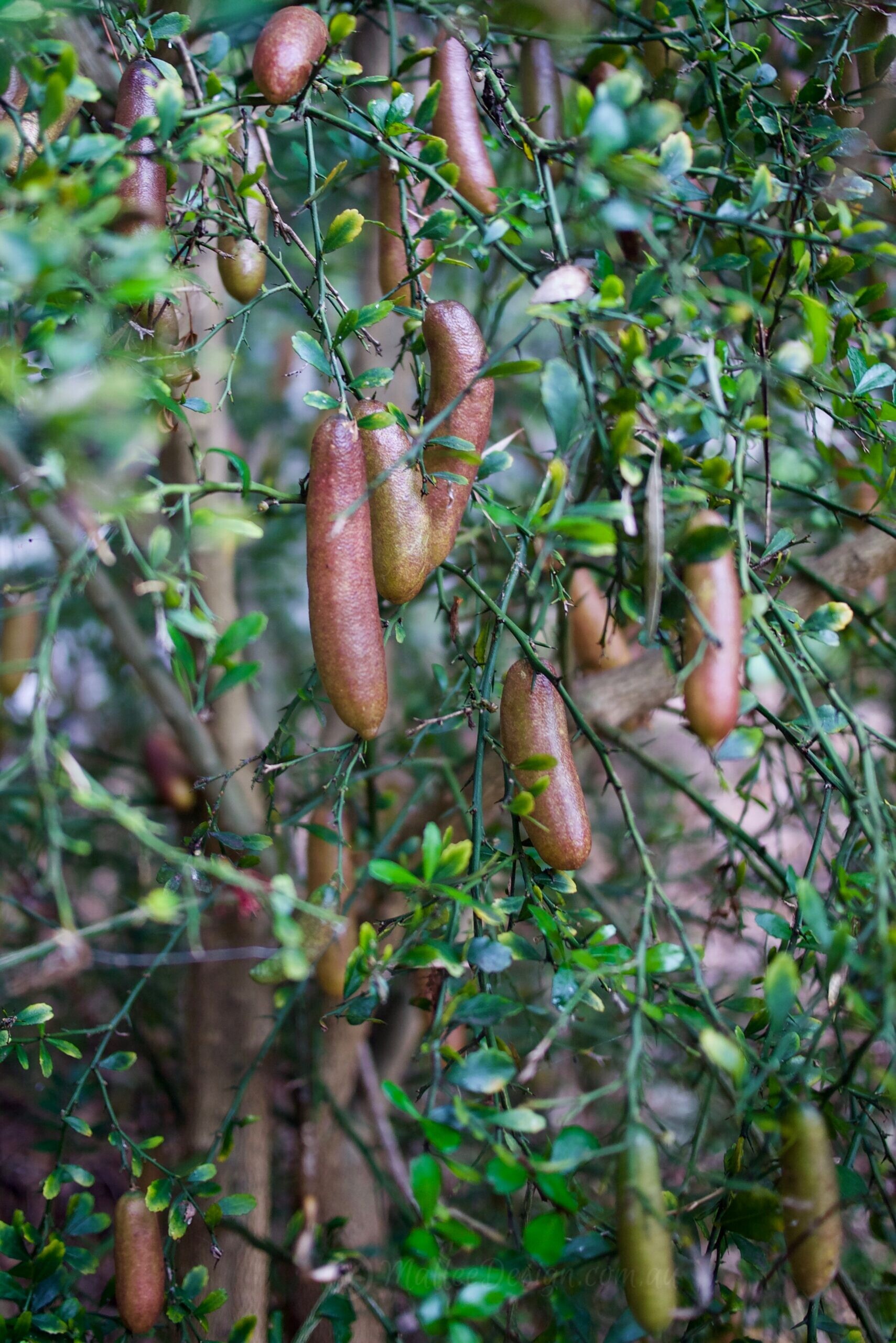 Finger Limes loving the shade – Citrus australasica