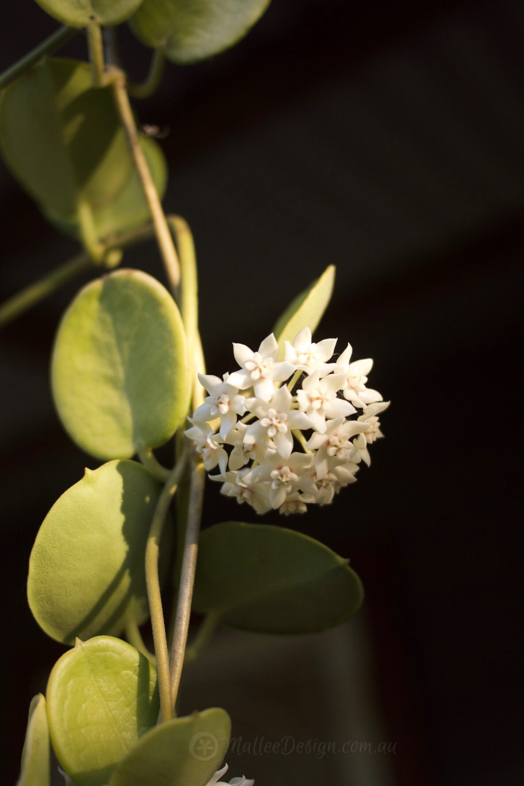 A flower within a flower within a flower … Hoya australis