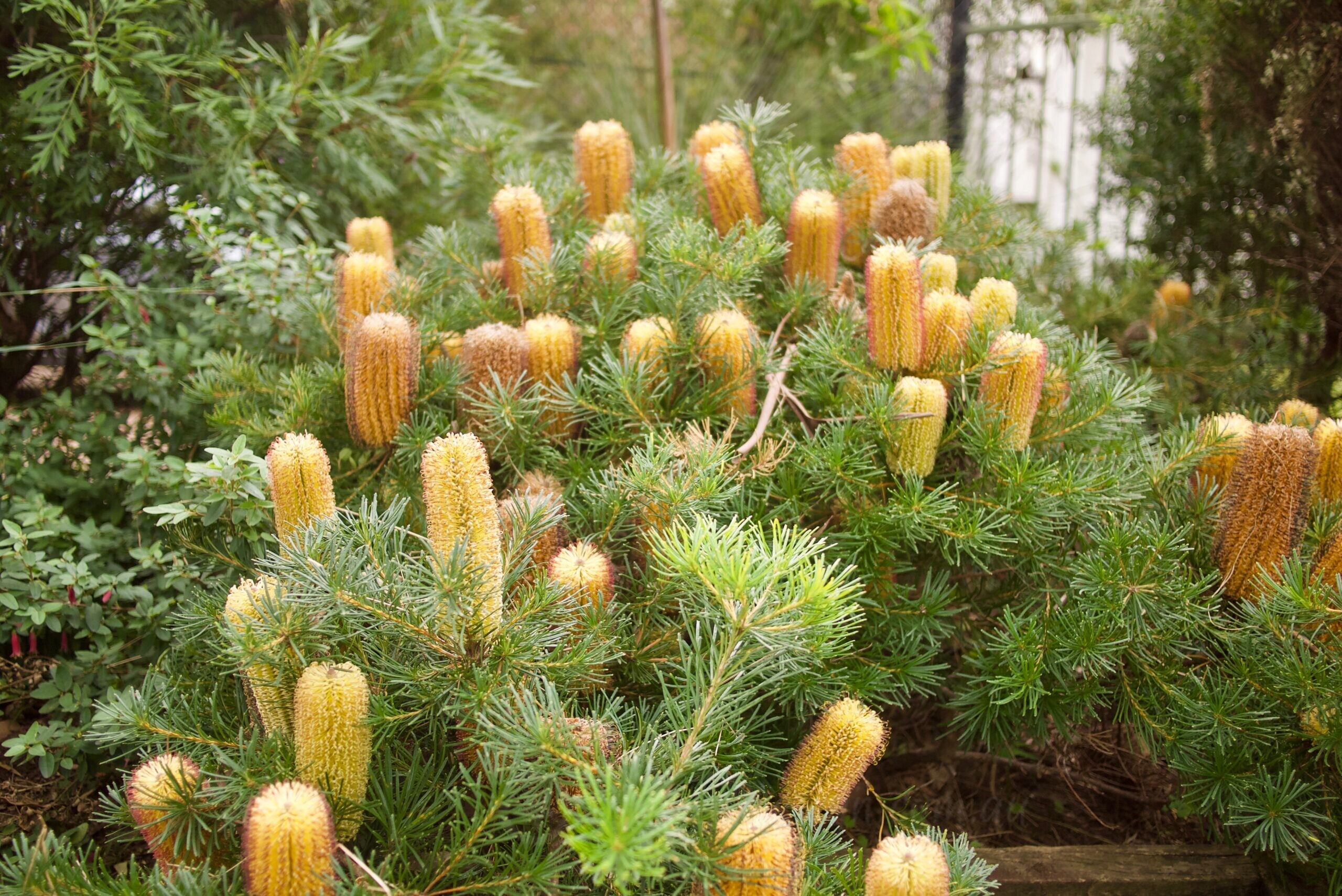 But what’s the difference? Banksia spinulosa Dwarfs