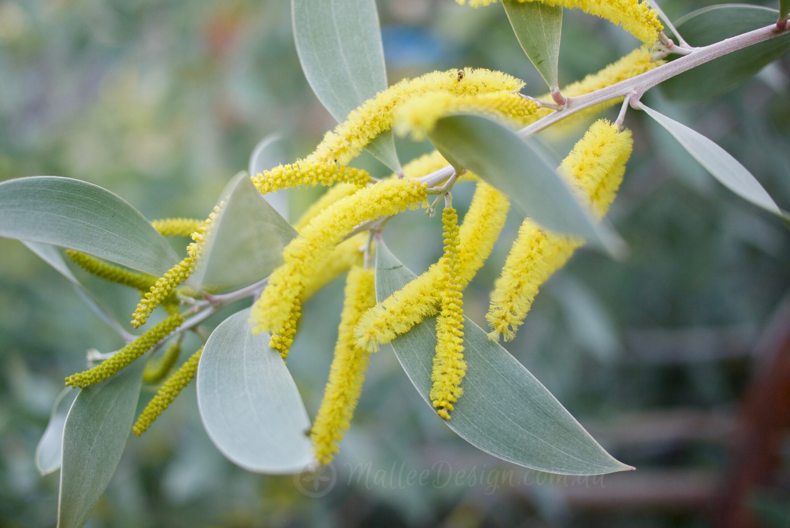 Happy National Wattle Day: Acacia binervia ‘Sterling Silver’