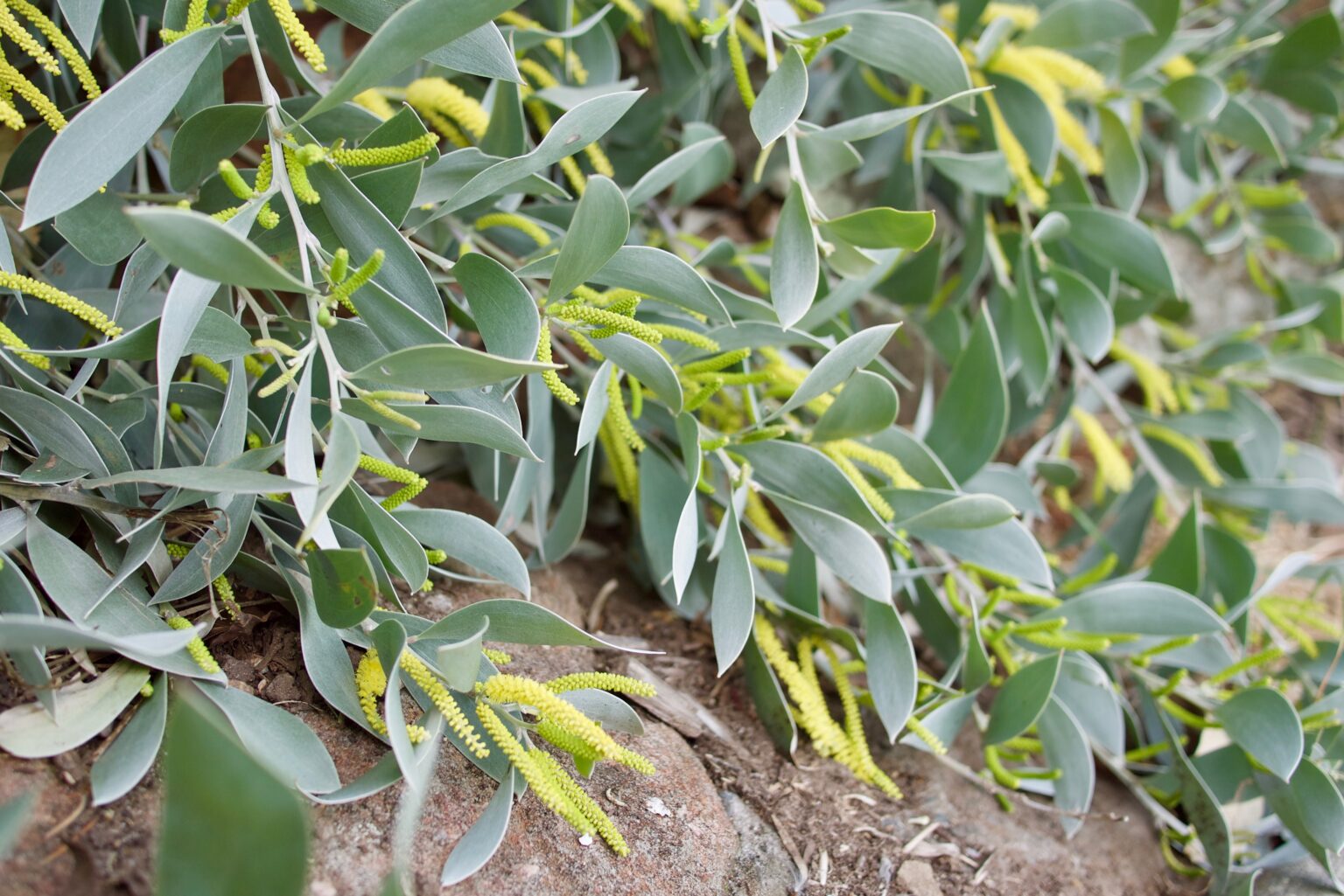 Acacia Silver