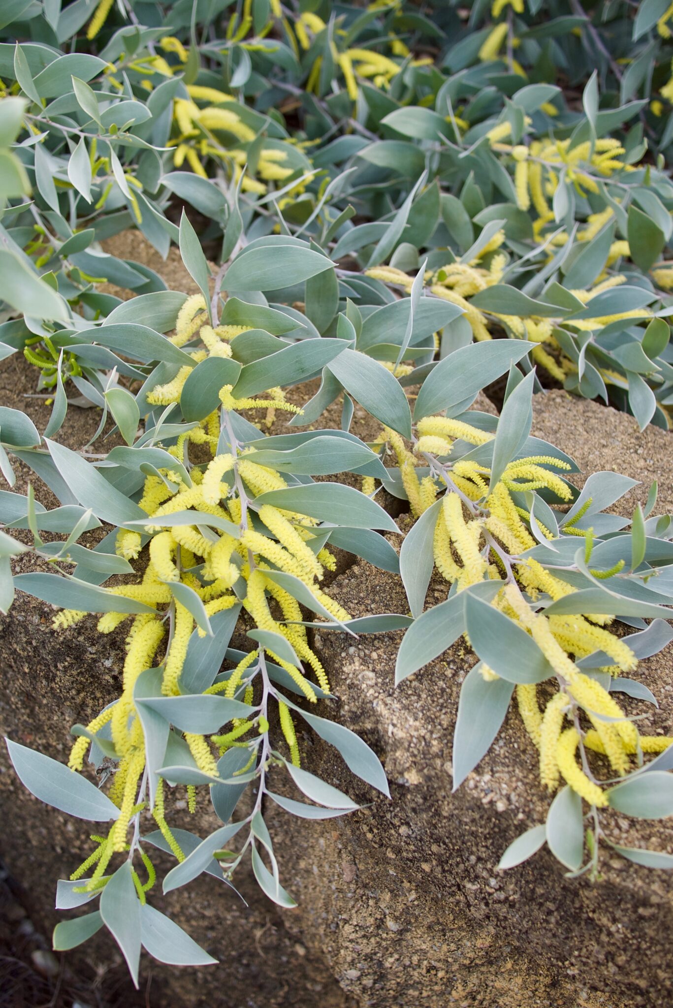 Happy National Wattle Day Acacia binervia ‘Sterling Silver’ Mallee