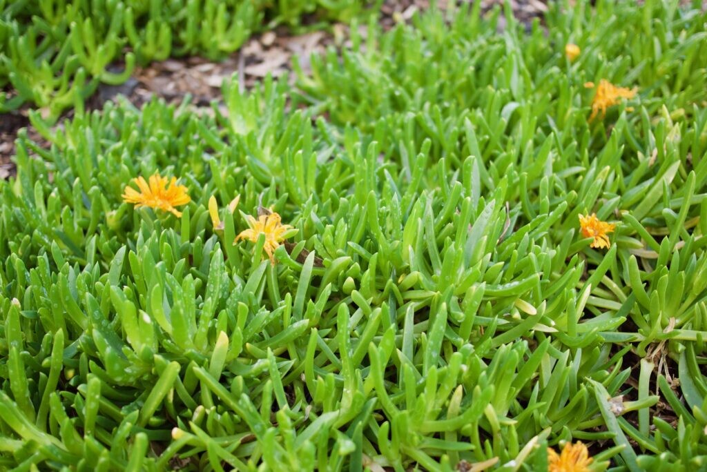 Ground cover succulent xDisphyllum Sunburn 2