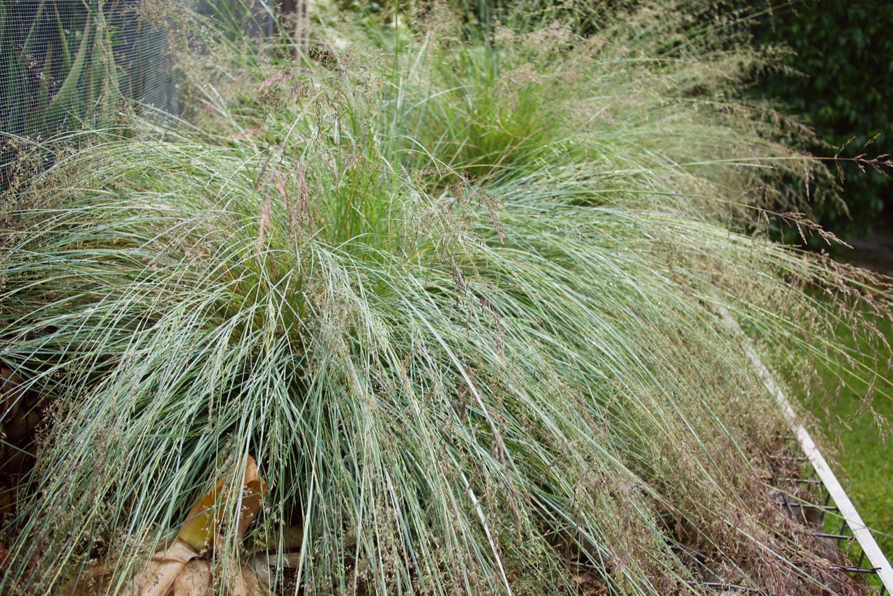 My Favourite Poa: Poa ‘Suggan Buggan’ – Mallee Design