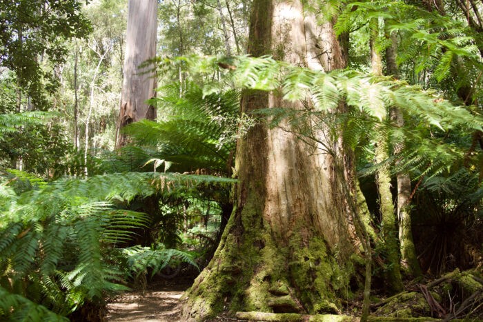 The Tallest Flowering Trees: Eucalyptus regnans – Mallee Design