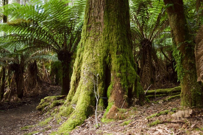 The Tallest Flowering Trees: Eucalyptus regnans – Mallee Design