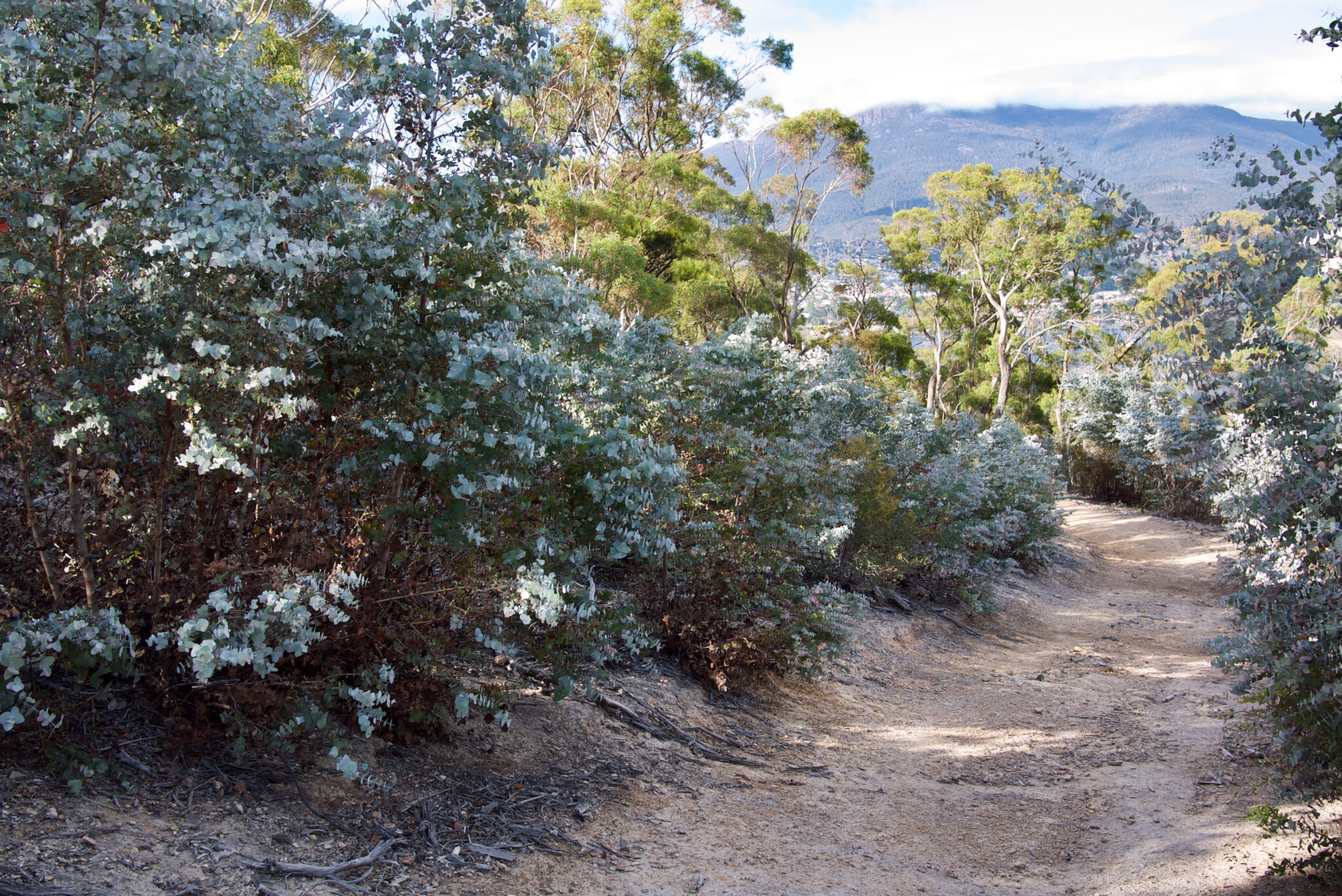 Happy Eucalyptus Day! Eucalyptus risdonii Mallee Design